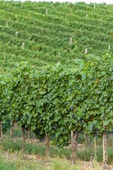 Fototapeta na wymiar Beautiful rows of grapes from Hungary