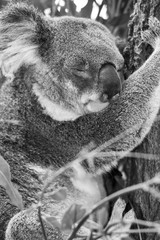 Koala in a eucalyptus tree. Black and White
