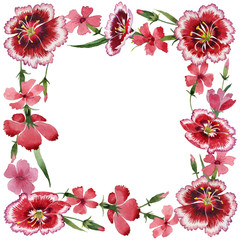 Obraz premium Wildflower carnation flower frame in a watercolor style isolated.
