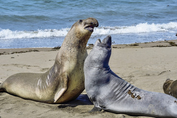 Fototapeta premium Northern Elephant Seal