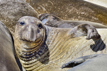 Fototapeta premium Northern Elephant Seal