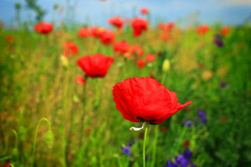 red poppy and wild flowers