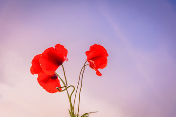 Red poppies with sky
