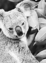 Koala dans un eucalyptus. Noir et blanc
