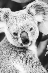 Tableaux ronds sur aluminium brossé Koala Koala in a eucalyptus tree. Black and White