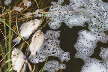 fish dead from pollution water bad problem
