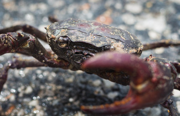crab close up it protect self from any harm