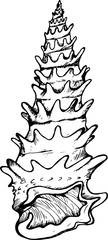 Black and white shells illustration. Drawing of a house of a snail.
