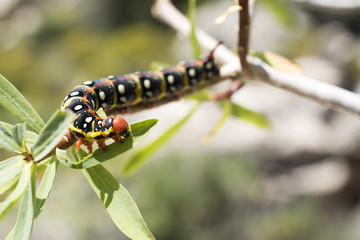 Large caterpillar feeding. 