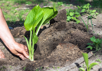 Planting a flower