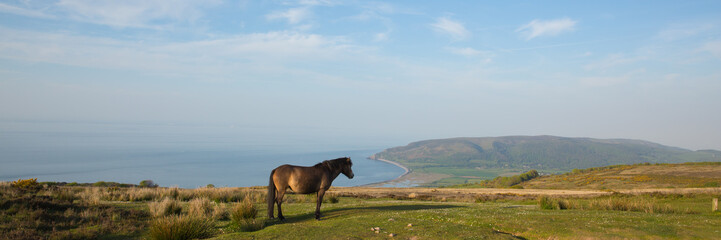 Exmoor national park panoramic view with pony towards Porlock Somerset coast on a summer evening 
