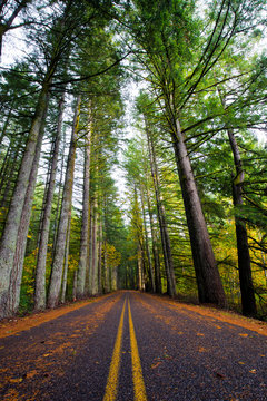 Straight road in wild forest with tall autumn trees