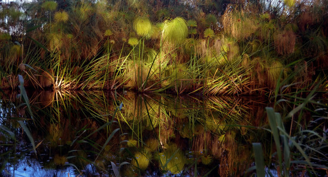 Papiro Egiziano lungo il fiume Ciane
