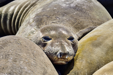 Northern Elephant Seal