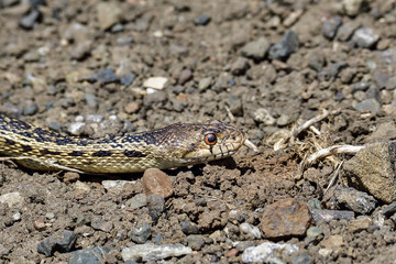 San Diego Gopher Snake