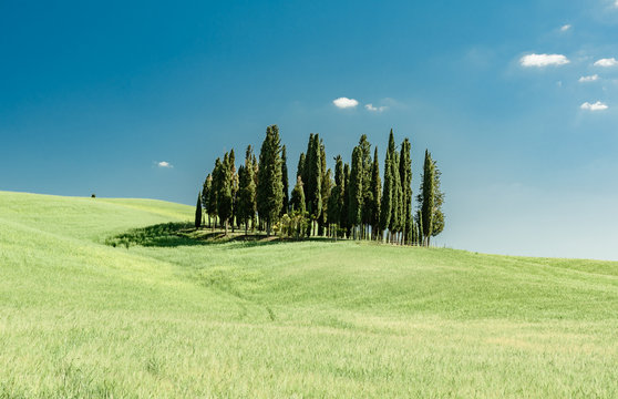 Green hills of tuscany in valley of siena siena