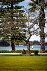 Women looking at her phone under a tree on a bench