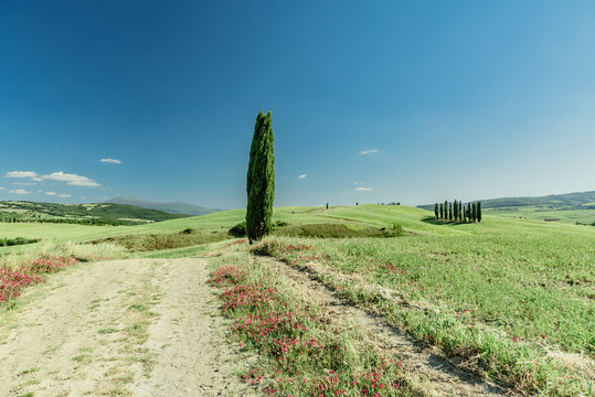 Green hills of tuscany in valley of siena siena