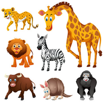Different types of jungle animal