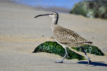 Whimbrel