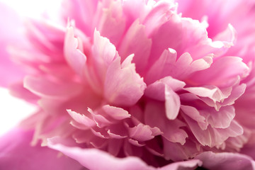 Obraz na płótnie Canvas pink peony flower petals macro shot, elegant natural floral wedd
