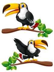 Two toucan birds on branches © brgfx