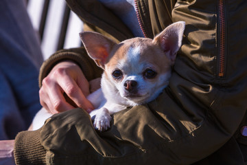 Chihuahua liegt im Arm