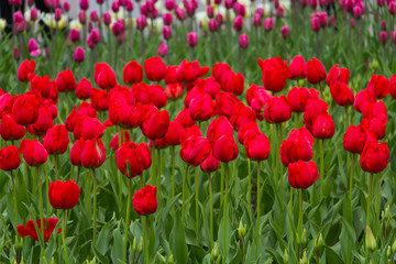Field of red tulips. Selective focus.