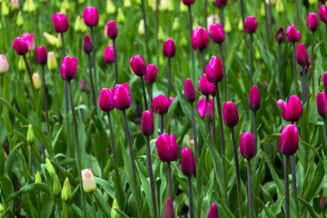 Field of purple tulips. Selective focus.