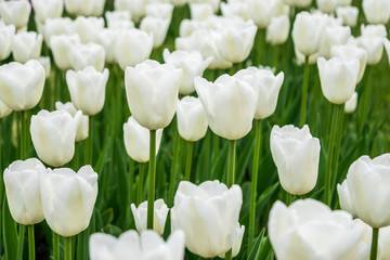 White tulips on flowerbed.