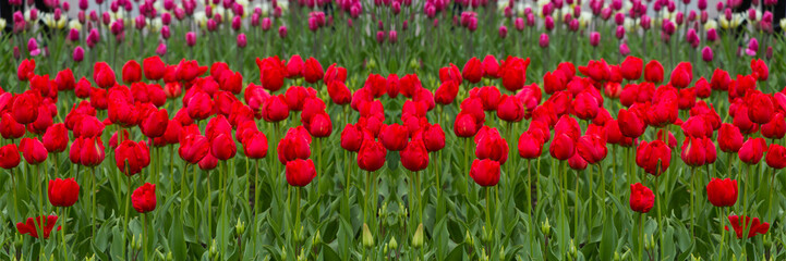 Fototapeta premium Field of red tulips. Selective focus. Wide panoramic image.