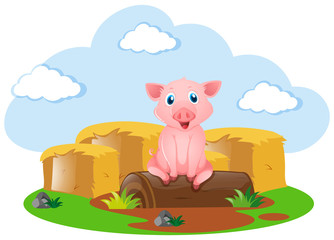 Cute pig on the farm