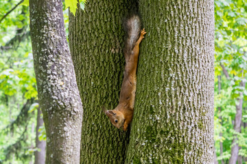 Red squirrel eating nut on tree in the park