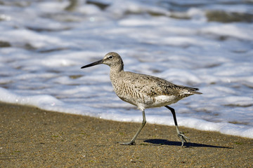 Willet