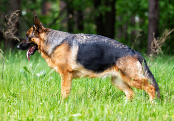 German Shepherd dog performs a command to stand