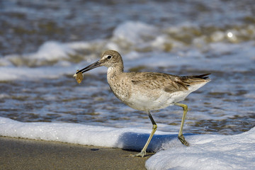 Willet