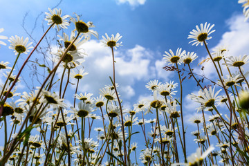 Margeriten auf dem Feld mit blauem Himmel im sommer