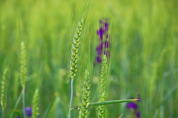 green wheat closeup