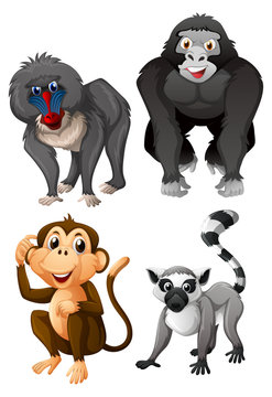 Four types of monkeys on white background