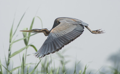 Grey heron in flight