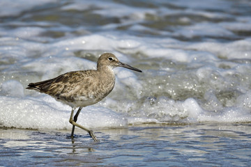 Willet