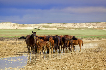 Mangystau. Kazakhstan. Horses