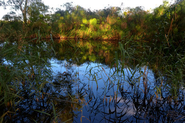 Papiro Egiziano lungo il fiume Ciane