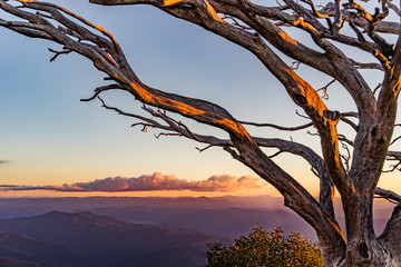 Tree on the horn