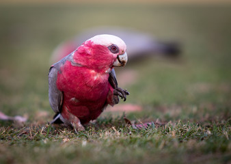 A red gallah standing on one leg on the grass