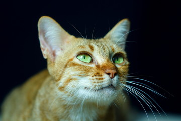 Cat,Thai cat ,focus on eye.