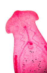 parasite under microscope view.