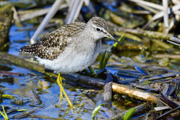 Wood Sandpiper