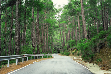 Beautiful Green Troodos Forest Road In Cyprus