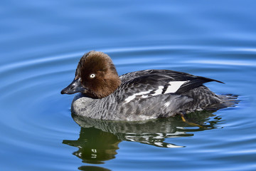 Common Goldeneye